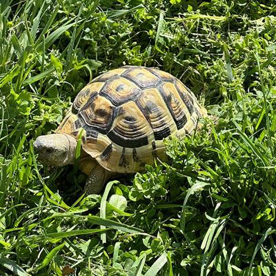 Pet Spot: Thomas the tortoise enjoys time in yard