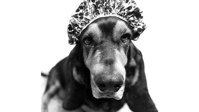 Last year, Stacey Nichols of Imperial sent in a picture of her basset hound, Harvey, for the contest.