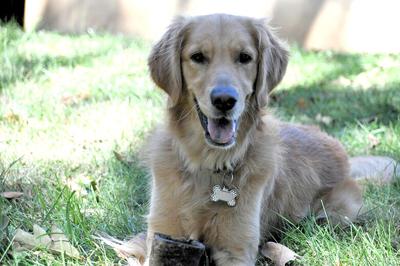 Pet Spot: Golden retriever Bailey steals socks