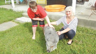 buffs and pig web.jpg