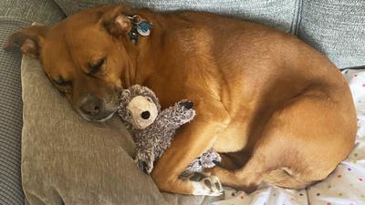 Jan Bremerkamp of Arnold sent in this photo of Bullet cuddling with one of his stuffed animals.