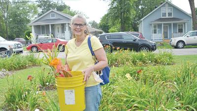 daylilies sale 2021
