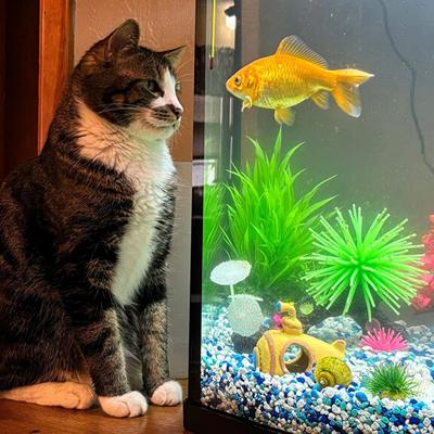 Pet Spot: Family cat pays special attention to goldfish in tank