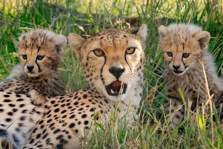 Seven cheetah cubs make public debut at UK zoo