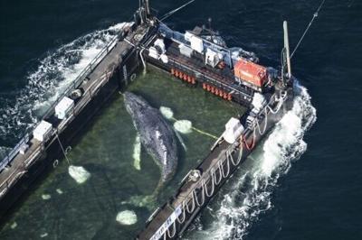 An aerial photo shows the rescued humpback whale in a special barge along the Danish coastline