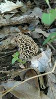 Happy hunting: Hillsboro man seeks morel mushrooms