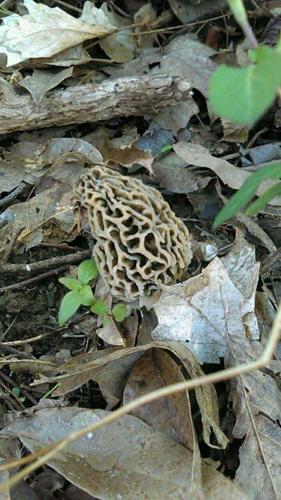 Morel mushroom.JPG