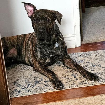 Pet Spot: Big boy Cane knows when anyone in the household is eating