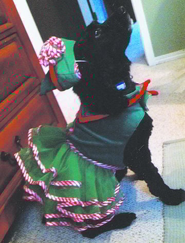Marsha Forrest of Arnold says her cocker spaniel, Holly, is a good sport about being dressed up.