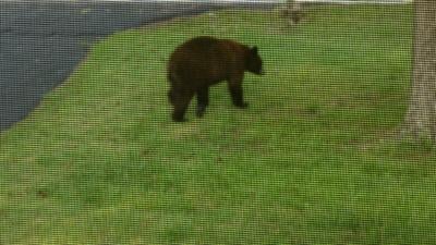 This bear was struck and killed on I-55 near Hwy. A Tuesday night.
