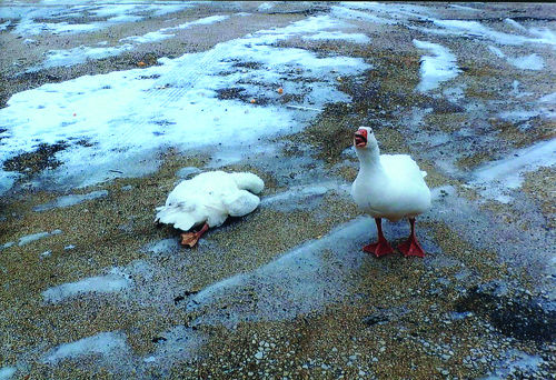 Goose guarded other goose's dead body