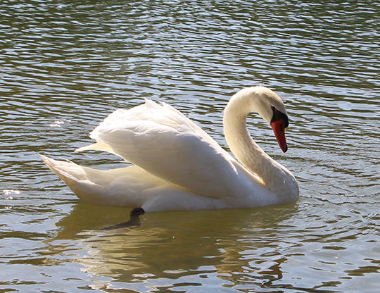 Mute swan.JPG