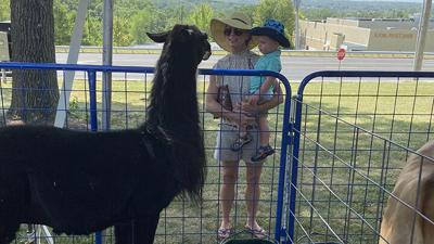 The Immaculate Conception petting zoo