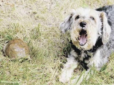 Francine Stange said her schnauzer was mesmerized by this turtle.
