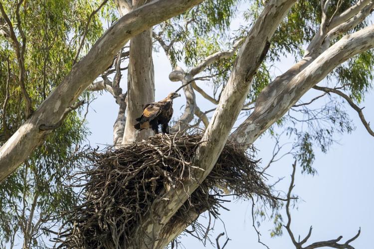 The eagle has landed! Chick rescued after falling from gum tree nest