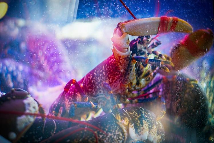 aiva-apsite-VzcsmJUjmFs-unsplash