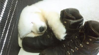 Lori Pyatt of Arnold sent in a photo of Lewis, a Great Pyrenees.