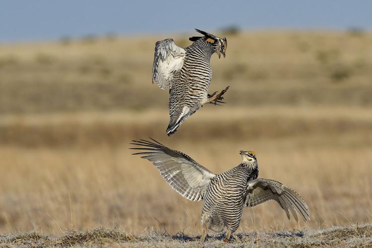 Spider silk thread close-up wins Royal Society Publishing Photography Competition