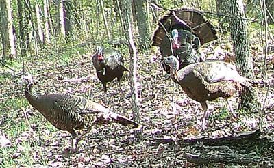 wild turkeys