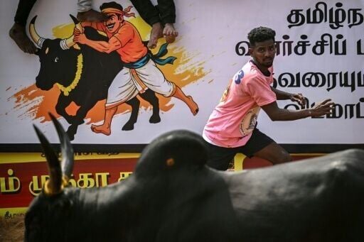 Indian bull wrestler Saravanan B says winning 'is a matter of pride'