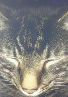 Pet spot: Zipper let owner vacuum his fur