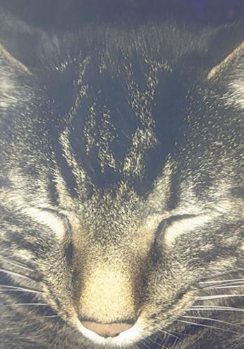 pet spot