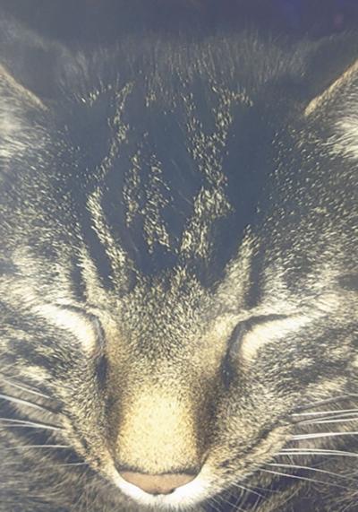 pet spot
