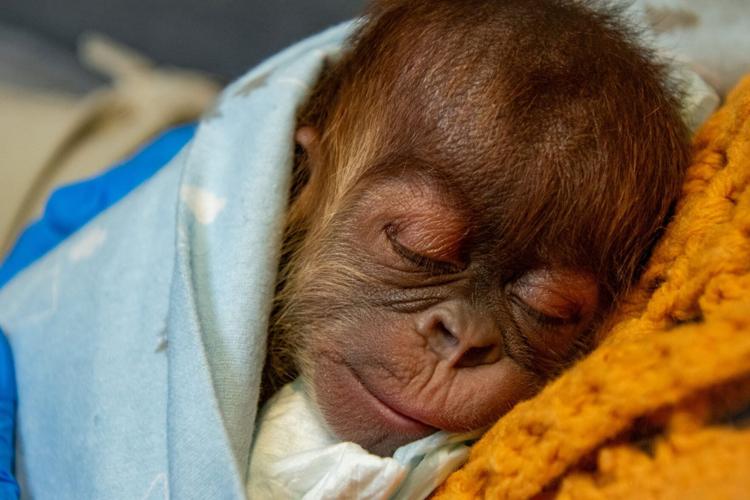 Adorable baby orangutan born at Memphis Zoo