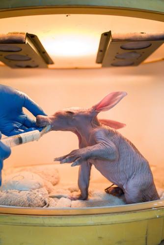 Zookeepers step in to help raise baby aardvark by bottle-feeding it milk