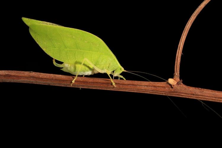 Male insect uses its leaf-like camouflage to attract mates