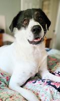Pet spot: Rescue group seeks home for Sissy, ‘a good dog’
