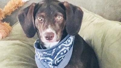 Michael and Lisa Hipps of High Ridge sent in this photo of their puppy