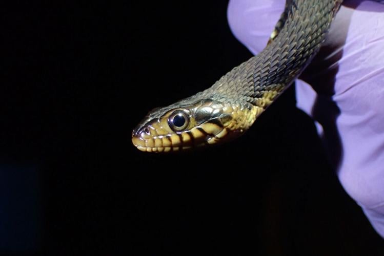 Snakes facing extinction due to deadly diseases, warns new research