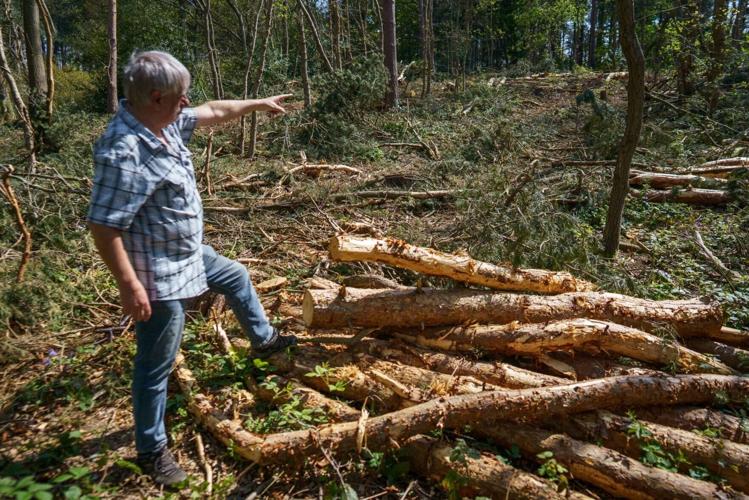 Council blunder as protected trees hacked down in historic Sherwood Forest