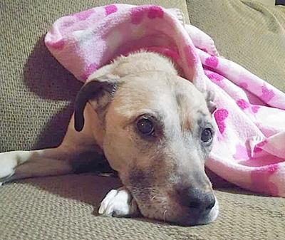 Sadie and her blanket