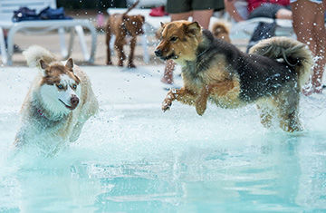 Arnold Pooch Plunge