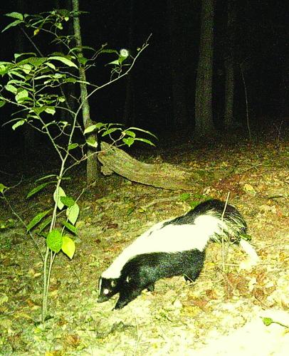 Skunk