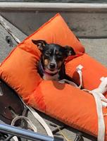 Pet spot: Hazel enjoys the water