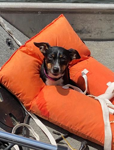 Sarah Davis said her dog, Hazel, was enjoying time at a pond in St. James a few weeks ago and found this life jacket a nice place to park.