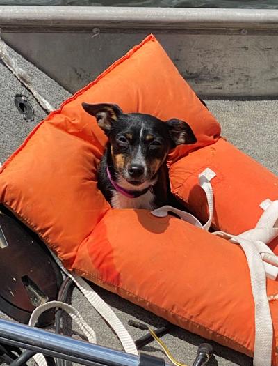 Sarah Davis said her dog, Hazel, was enjoying time at a pond in St. James a few weeks ago and found this life jacket a nice place to park.