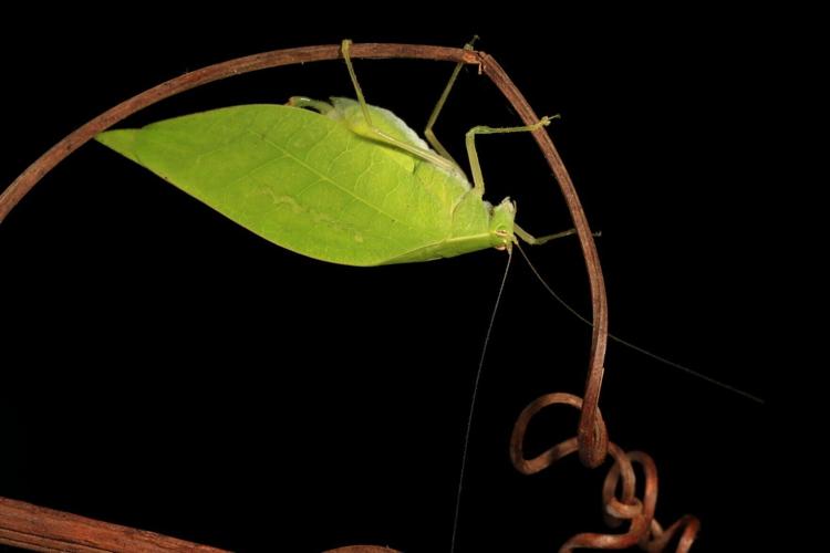 Male insect uses its leaf-like camouflage to attract mates