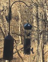 OUTDOORS: Backyard bird feeder brightens winter days