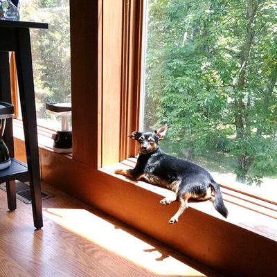 Pet Spot: Pinchy rules roost at Daiber home