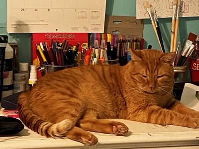 Lindsay Recar of the Festus area said her family's cat, Cheddar, can be found in strange places, when he hopped onto a desk to take a little rest.