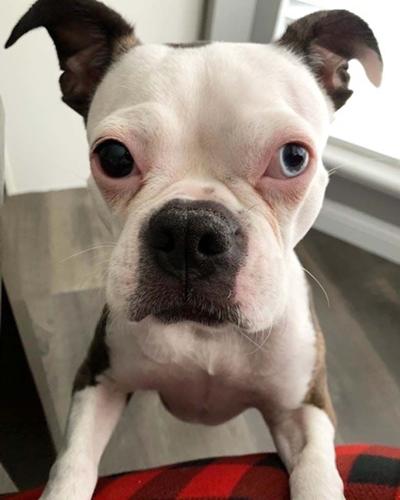 .Pet spot: Sophie keeps herself entertained