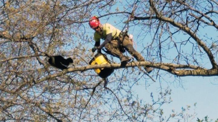 Kitty Stuck In Tree Call Atypical Cat Rescue For Help Local News Myleaderpaper Com