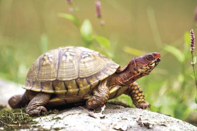 three-toed box turtle.jpg