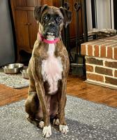 Pet Spot: Rosie wants to receive treat promptly