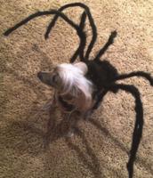Fancy enjoyed dressing as spider for Halloween
