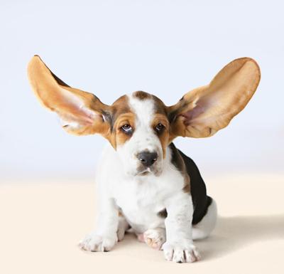 We are all ears